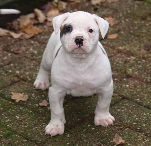 Darkenwald american bulldog